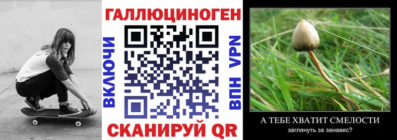 нарко площадка формула  Печоры  Галлюциногенные грибы Psilocybine cubensis 